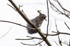 Sciurus carolinensis