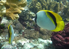 Chaetodon lineolatus