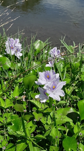 common water hyacinth