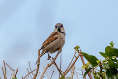 Passer domesticus
