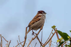 Passer domesticus