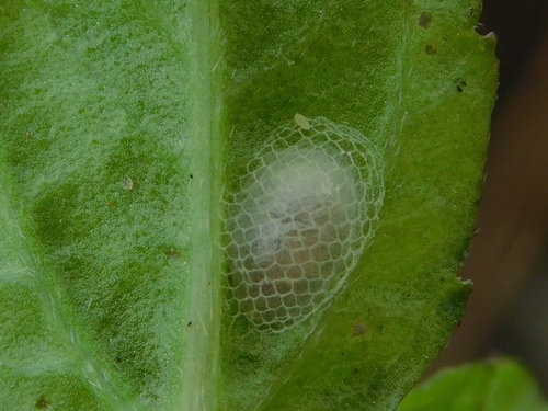 Climacia areolaris photo 3