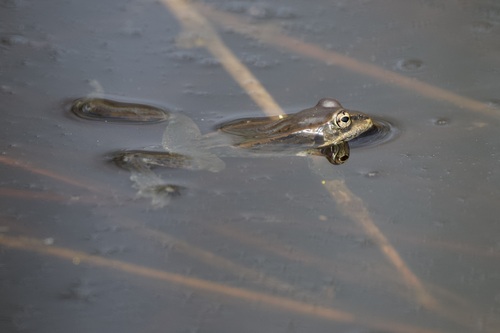 Wood Frog observed by ymmjpd