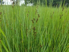 Juncus gerardi, photograph Clément Maouche, CC BY, iNaturalist via GBIF
