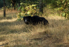 Melursus ursinus ursinus