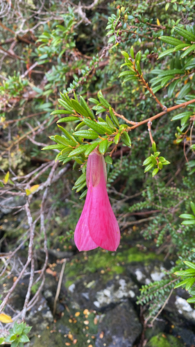 Philesia magellanica