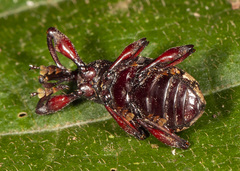 Heilipus