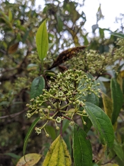 Viburnum propinquum