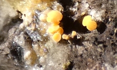 Eustilbum aureum