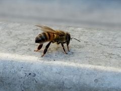 Apis mellifera