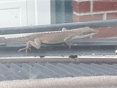 Anolis carolinensis