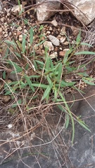 Galphimia angustifolia