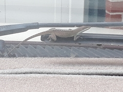 Anolis carolinensis