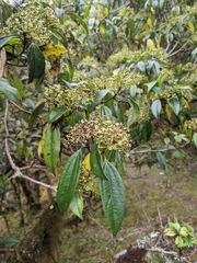 Viburnum propinquum
