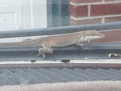 Anolis carolinensis