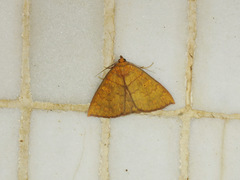 Singara diversalis