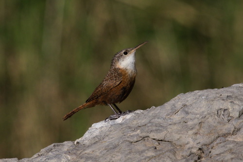 Canyon Wren