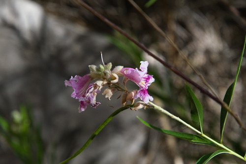 desert willow