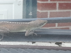 Anolis carolinensis