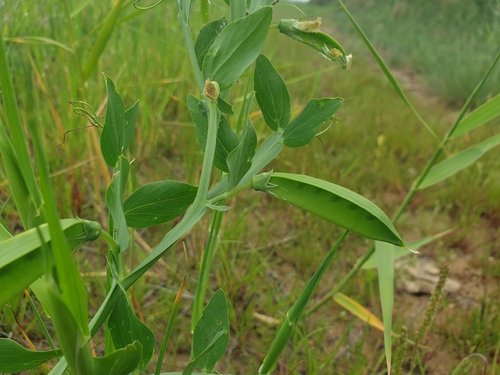 Lathyrus ochrus, photograph 3