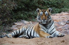 Panthera tigris tigris