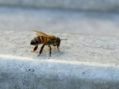 Apis mellifera