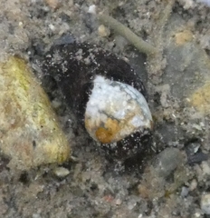 Haminoea vesicula