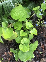 Brunnera