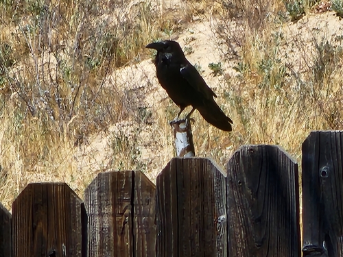 Common Raven observed by rhondab77