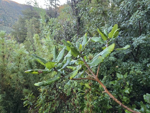 Acrisione denticulata, photograph 6