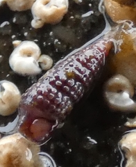 Cerithiopsis stejnegeri