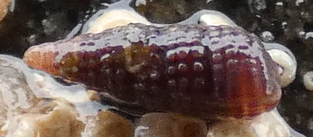 Cerithiopsis stejnegeri