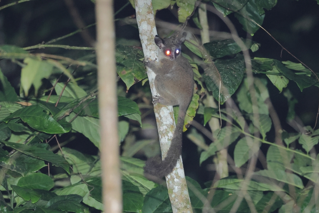 Spectacled Lesser Galago