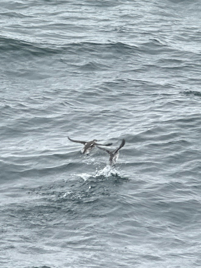 Kittlitz's Murrelet (Brachyramphus brevirostris), photo 1