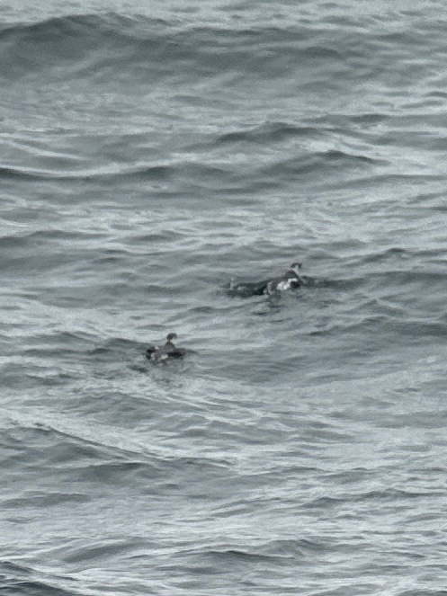 Kittlitz's Murrelet (Brachyramphus brevirostris), photo 2