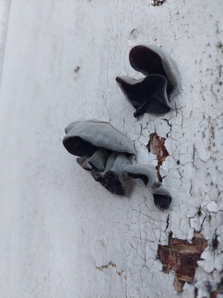 Auricularia auricula-judae · May 2026 · photo: © ngq15 (iNaturalist, cc-by)