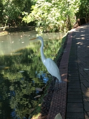 Ardea alba