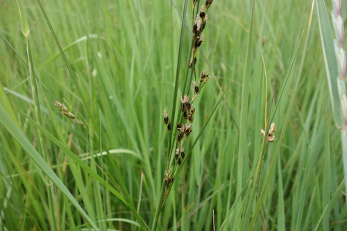 Juncus gerardi, photograph 2