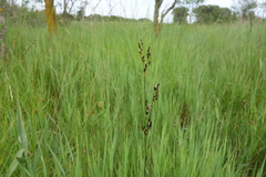 Juncus gerardi, photograph Clément Maouche, CC BY, iNaturalist via GBIF