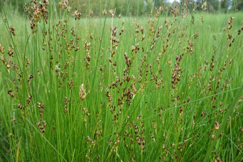Juncus gerardi