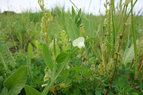Lathyrus ochrus, photograph 1