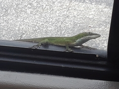 Anolis carolinensis