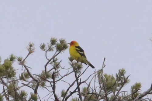 Western Tanager