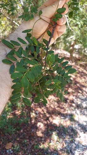 Vachellia choriophylla, photograph 4