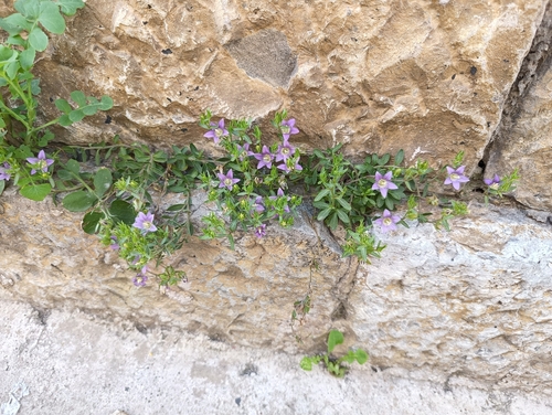Campanula numidica (Campanula numidica)