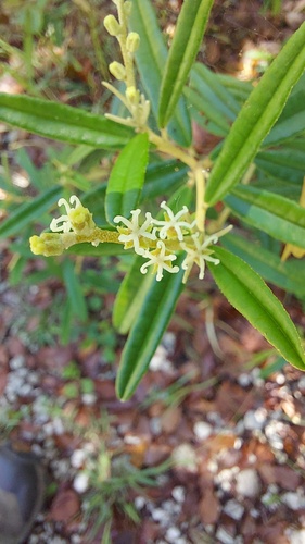 Croton linearis, photograph 5