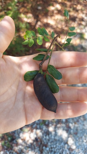 Vachellia choriophylla, photograph 5