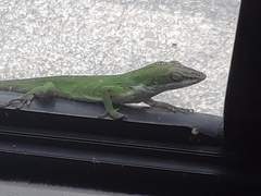 Anolis carolinensis