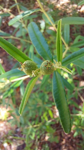 Croton linearis, photograph 6