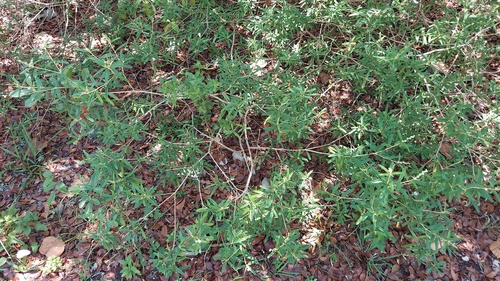 Croton linearis, photograph 4